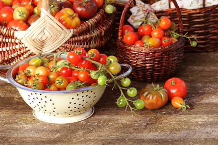 Heirloom variety tomatoes in baskets on rustic table. Colorful tomato - red,yellow , orange. Harvest vegetable cooking conception .の写真素材