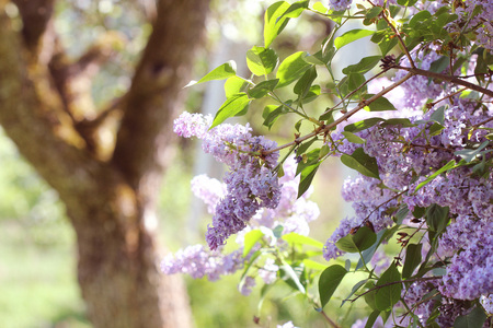 Branch of pink lilac in a garden, park. Beautiful flowering flowers of lilac tree at spring. Spring...