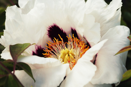Blooming white tree peony. Big white peony in the spring seasonの写真素材