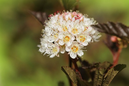The flowers of Eastern ninebark with purple leavesの写真素材