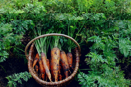 Harvesting carrots. Fresh carrots lying on ground.の写真素材