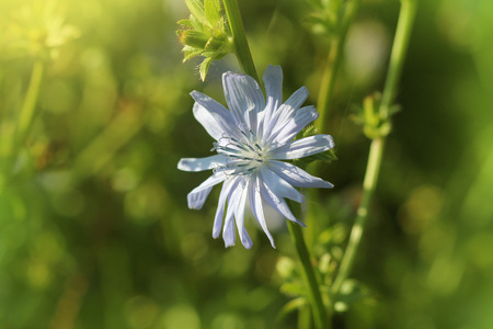 Blue Chicory Flowers, chicory wild flowers on the field.
