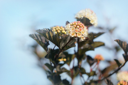 The flowers of Eastern ninebark with purple leaves