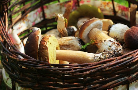 Basket full of fresh boletus mushrooms in forestの写真素材