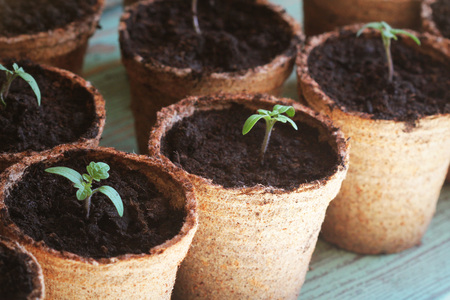 Young tomato seedling sprouts in the peat pots. Gardening concept.の写真素材