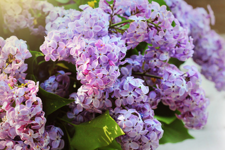 A branch of sirens on a tree in a garden, park. Beautiful flowering flowers of lilac tree at spring....