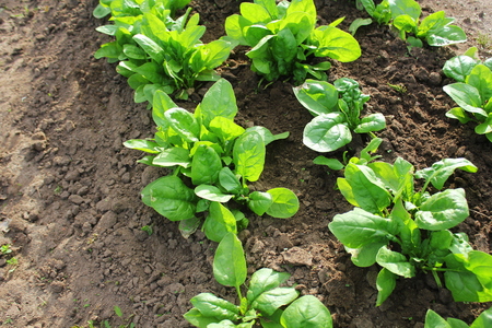 Fresh organic leaves of spinach in the gardenの写真素材