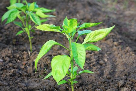 Young bell paprika growing in the garden. Sweet pepper plants .の写真素材