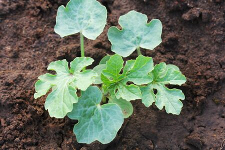 young watermelon seedlings growing on the vegetable bed .の写真素材