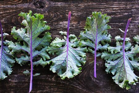 Red kale leaves or Russian kale on dark wooden background.の写真素材
