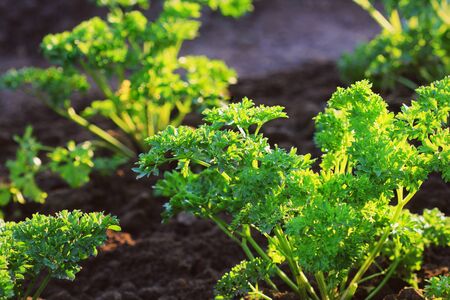 Background from parsley. Fresh growing parsleyの写真素材
