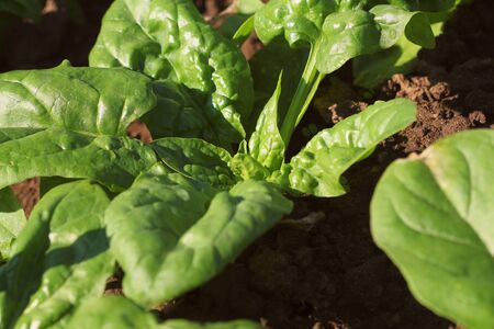 Fresh organic leaves of spinach in the garden .の写真素材