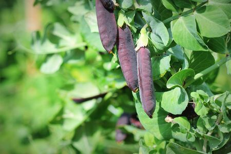 Seed pods of garden peas ,Pisum sativum. Purple Snow Peas. Fresh peas in purple pod hanging on branches in garden. Natural gardening background. Unusual violet vegetable.の写真素材