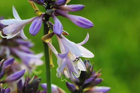 Blooming hosta flower in summer garden. Beautiful purple flowers of Hosta Lancifolia on green background .の写真素材