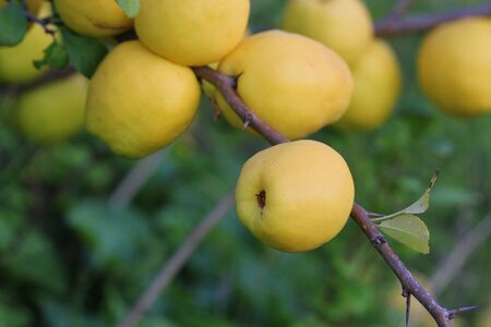 Ripe yellow quince fruit grows on a quince tree .の写真素材