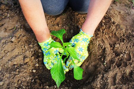 Women's hands planted a young plant of pepper in the ground. Planting paprika seedlings.の写真素材