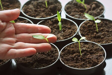 Female hand hold a young seedling of pepper. Young paprika seedling sprouts in the pots. Gardening...