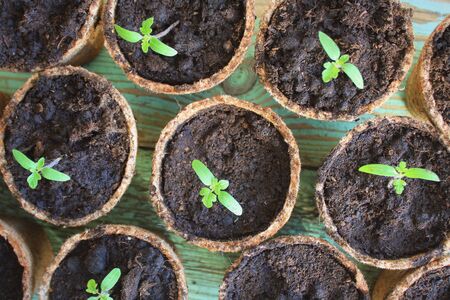 Young tomato seedling sprouts in the peat pots. Gardening concept. Top viewの写真素材