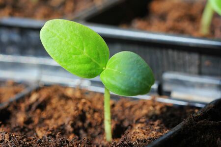 Young fresh seedling growing in plastic pots. Cultivation of cucumbers in greenhouse. Cucumber...