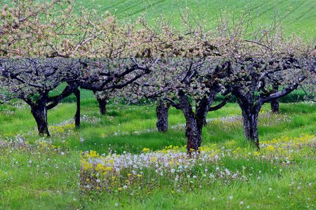 Apple tree blossoms over nature background, Spring flowers, Spring Backgroundの写真素材
