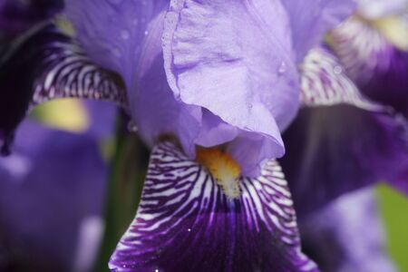 Group of blue irises in spring sunny day. Selective focus.の写真素材