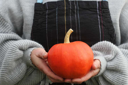 Women's hands in sweater are holding pumpkin. Concept autumn comfort, Halloween party, Thanksgiving...
