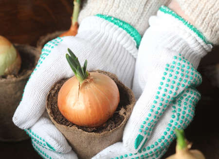 Young seedling of onion growing in pot on windowsill . Gardening concept.の写真素材