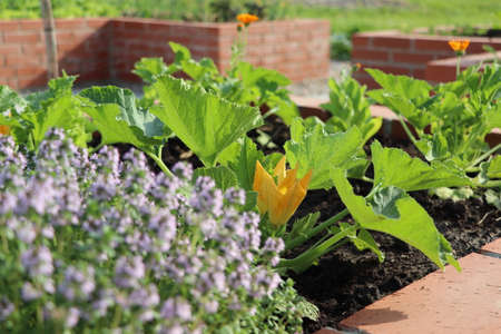 A modern vegetable garden with raised briks beds . .Raised beds gardening in an urban garden growing plants herbs spices berries and vegetables .の写真素材
