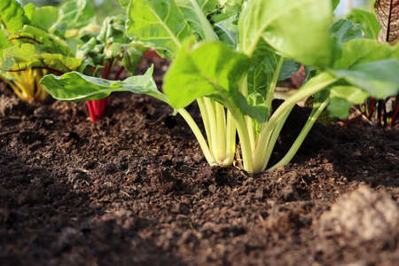 Red, yellow, white fresh rainbow Swiss chard growing in farm. Close up shot to stem .