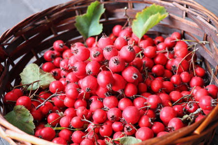 Ripe hawthorn berries, hawthorn branches on wooden background. Useful medicinal plants .
