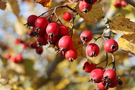 Ripe berries, haws, on Hawthorn also called called thornapple, May-tree, whitethorn, or hawberry, Crataegus monogyna berries in Autumnの写真素材