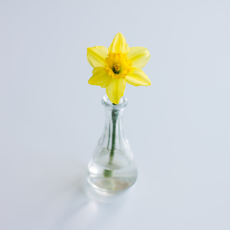 Beautiful Daffodil flower in vase against gray の写真素材