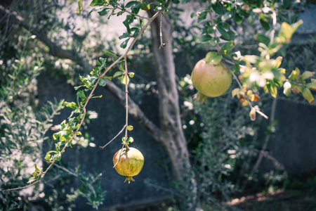 Unripe wild pomegranates hanging on branchesの写真素材