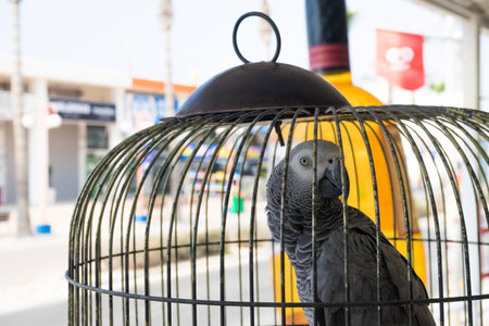 african grey parrot in a cage looking backwardsの写真素材