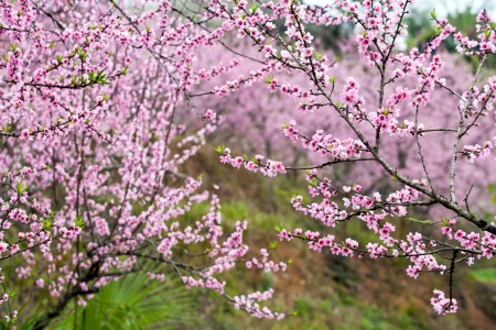 Peach Blossom in Yuanyang district, Yunnan province, Chinaの写真素材