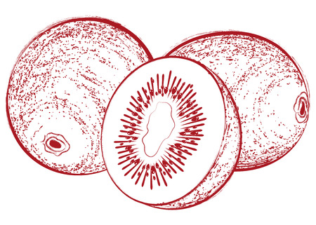 Vintage vector illustration with a fresh delicious cut kiwiのイラスト素材