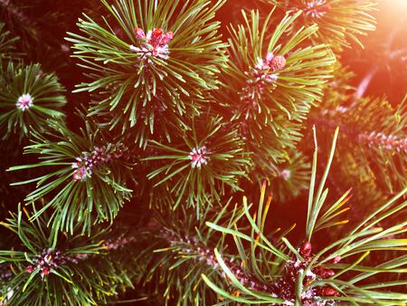 Green branch of Christmas tree. Holiday concept.の写真素材