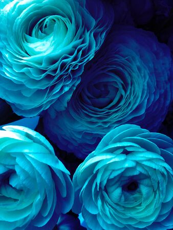Beautiful blue roses closeup background.