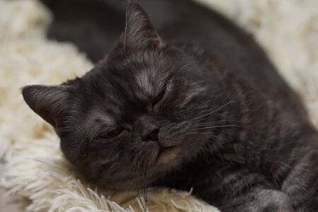 Smiling scotitish grey cat with yellow eyes.の写真素材