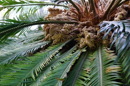 Top view of palm tree in botanical garden.の写真素材