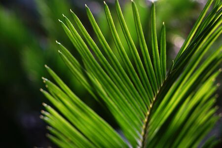 Blured background with palm leaves.の写真素材