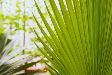Background with palm leaves. Selective focus.の写真素材