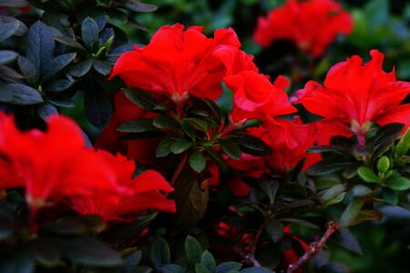 Rhododendrons blossom in sunshine in botanical garden.の写真素材