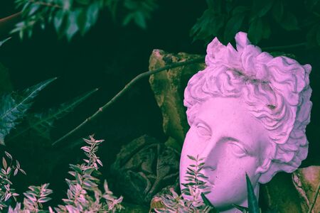 Gypsum statue of Apollos head in plants.の写真素材