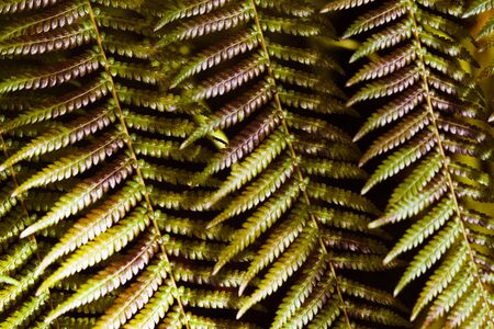 Background with green fern leaves.の写真素材