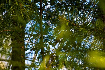 Close up of a Cedar tree's needles. Beautiful background.