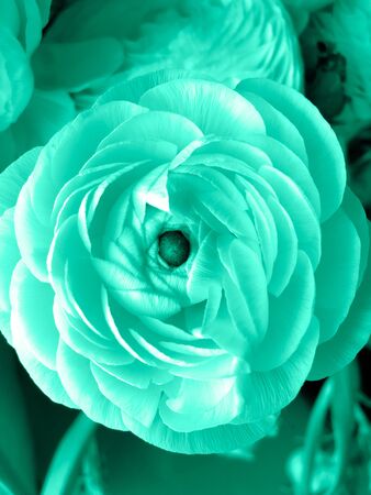 Beautiful mint flower. Rose, pion. Color of the year.の写真素材