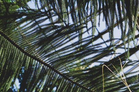 Beautiful christmas background with cedar thuja needles.