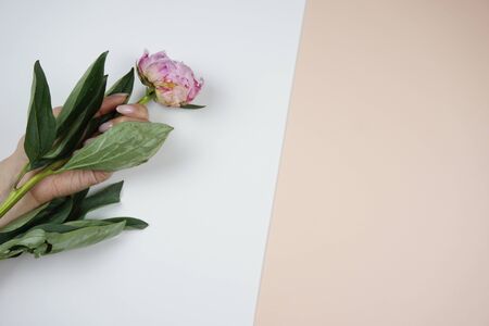 Beautiful pink peony in lady's hands. Eco concept.の写真素材