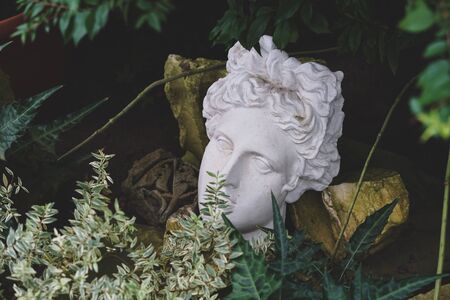 Gypsum statue of Apollo's head in plants. Valentines day concept.の写真素材